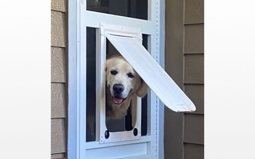 The Ultimate Guide to Pet Screen Repair in Del Mar