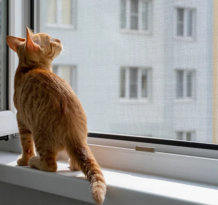 Pet Screen Repair National City