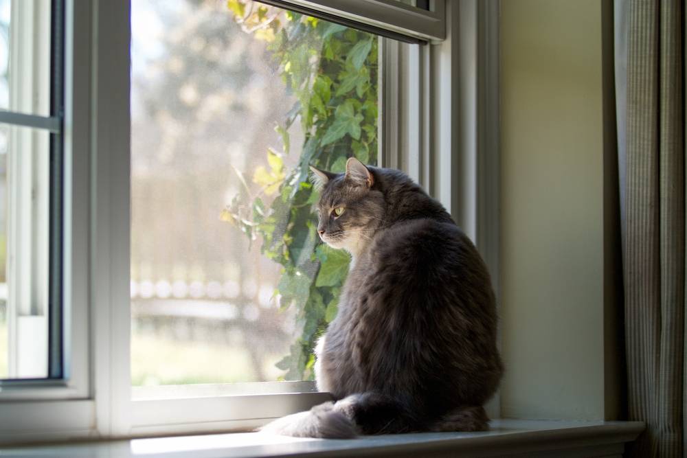 Home Window Screen Repair Cardiff