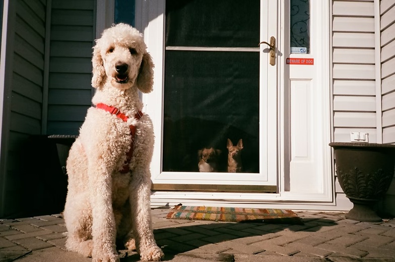 Pet Screen Repair in La Mesa