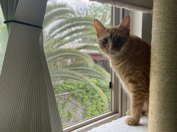Pet Screen Repair in Oceanside