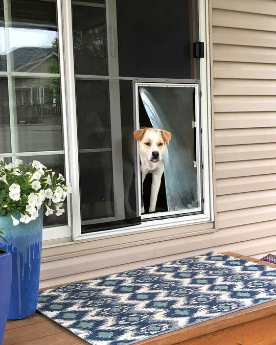 Pet Screen Repair in San Diego Country Estates