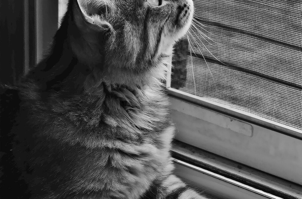 Pet Screen Repair Lakeside