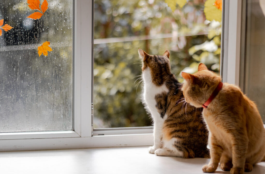 Pet Screen Repair Carlsbad