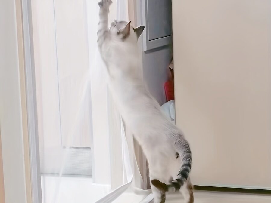 Pet Screen Repair Santee