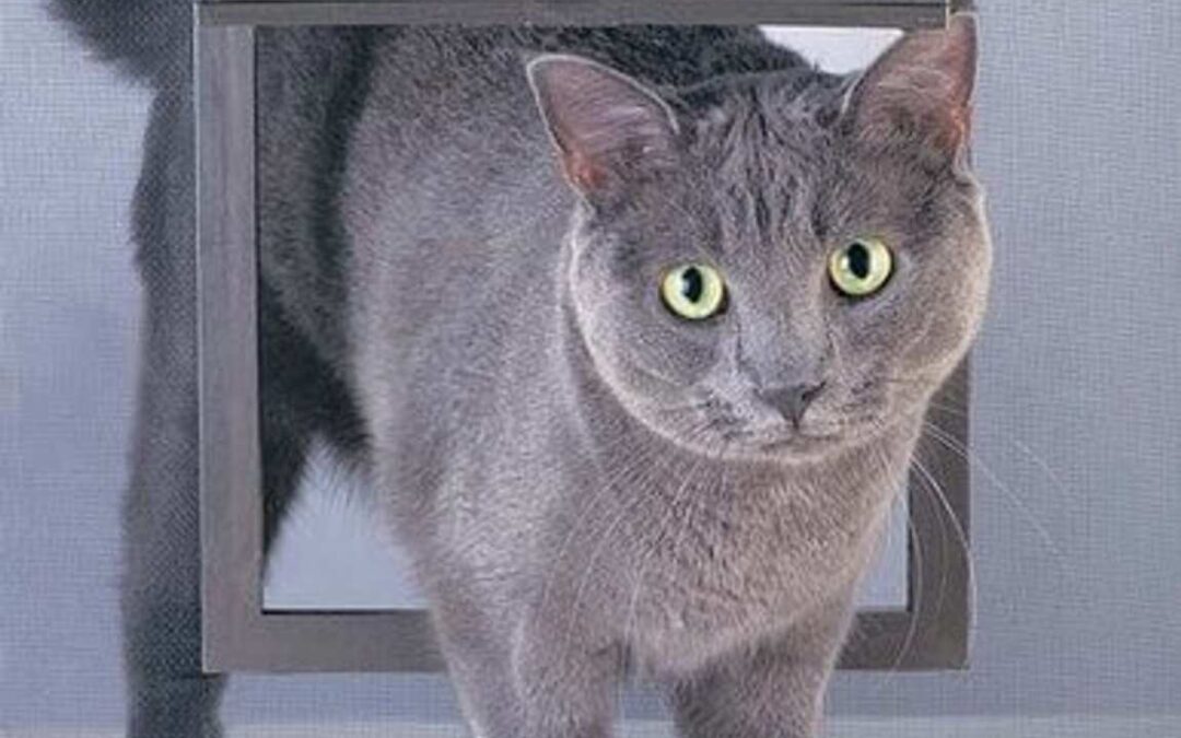 Fallbrook Pet Screen Repair