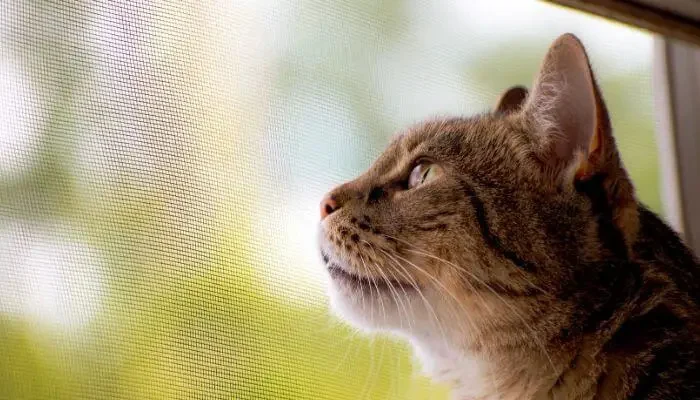 Pet Screen Repair El Cajon