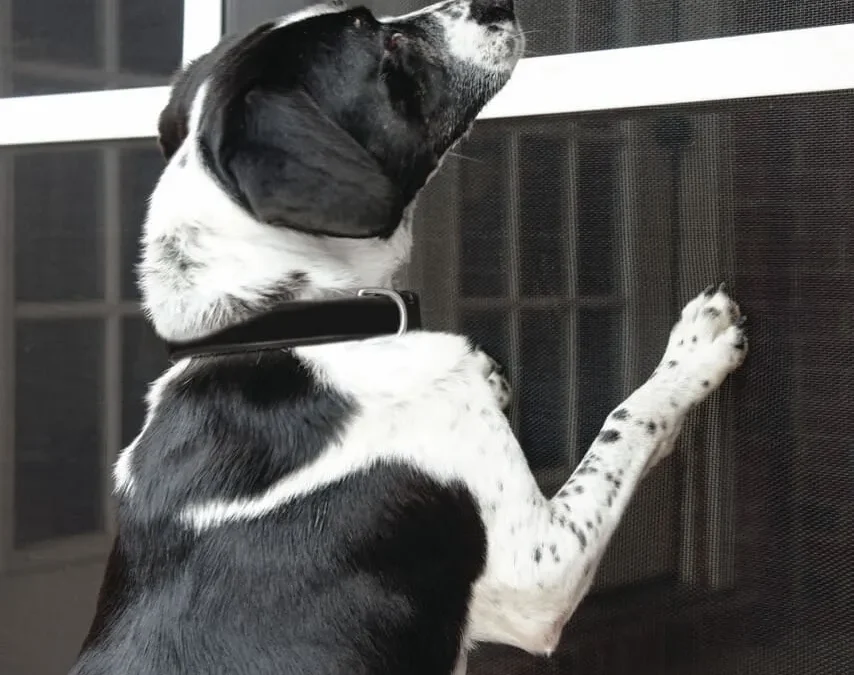 San Diego Country Estates Pet Screen Repair