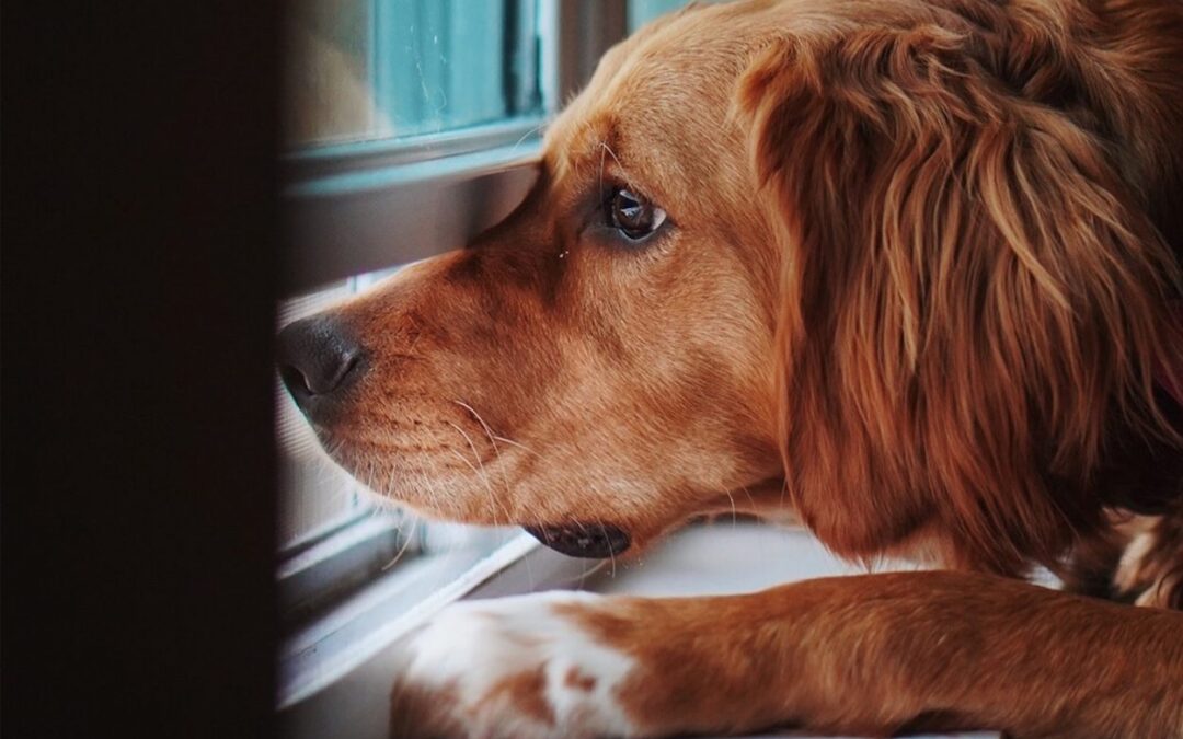 Pet Screen Repair Oceanside
