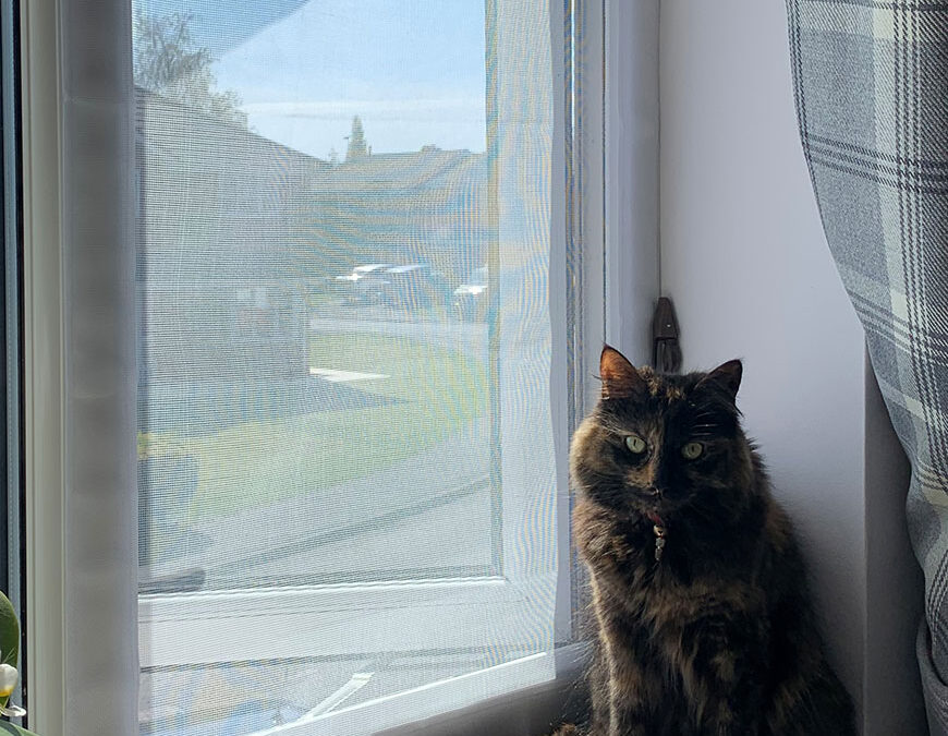 Pet Screen Repair La Mesa