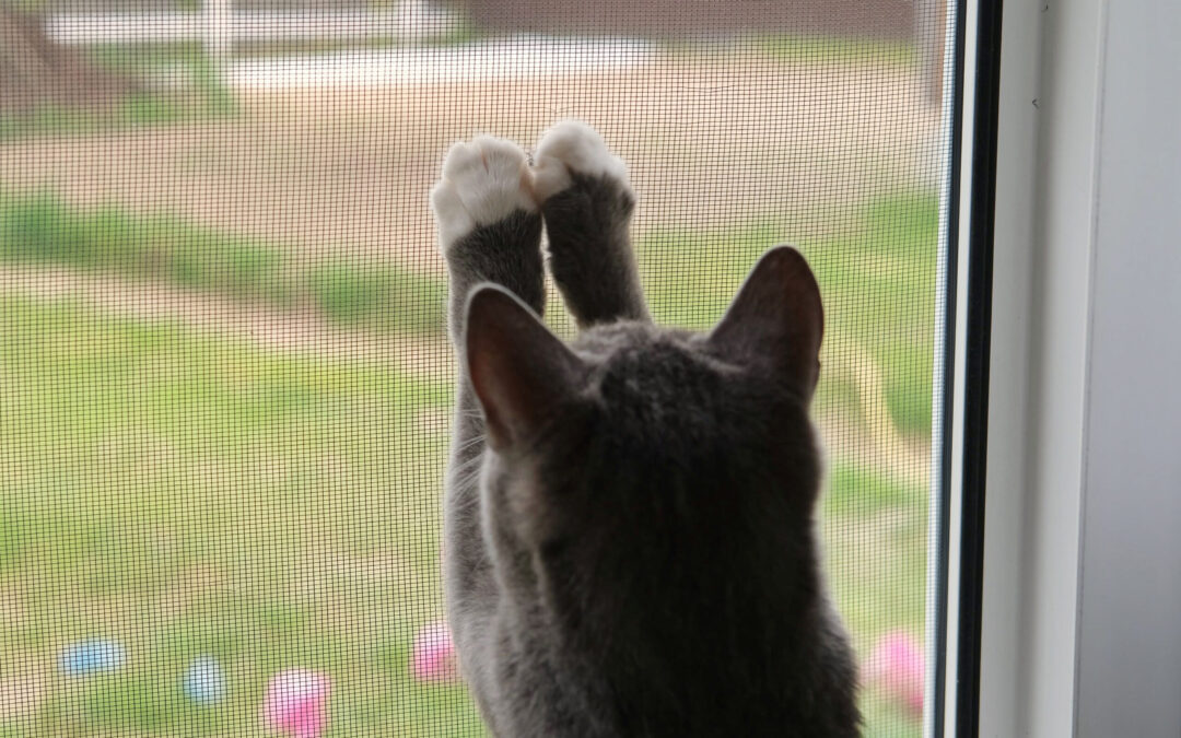 Pet Screen Repair Vista